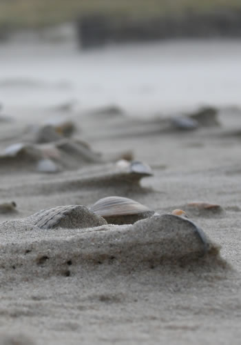 Nicht alles ist auf Anhieb klar! – Strand der Insel Düne bei Helgoland / Nordsee